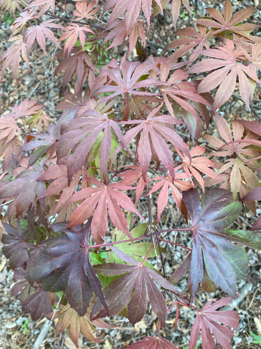 Acer palmatum 'Oregon Sunset' - Maple Ridge Nursery
